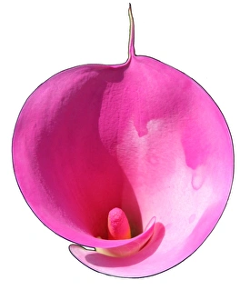 Fresh Cut Flowers Stampe: Lily
