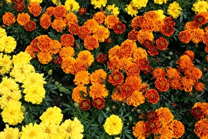 High Resolution Flowers Stampe: Marigold