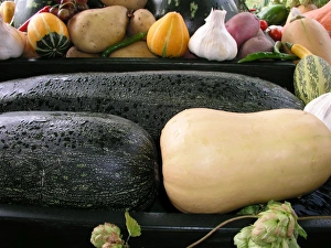 Commercial Use Photos Stampe: Mixed marrows
