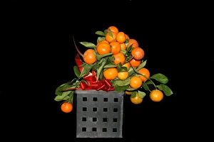Colorful Citrus Fruits Stampe: Oranges