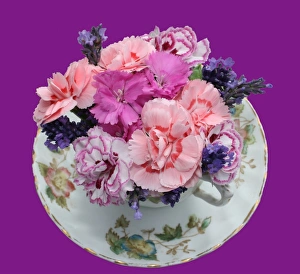 Floral Still Life Photography Stampe: Pinks in teacup
