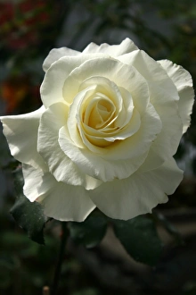Red Roses Stampe: Roses