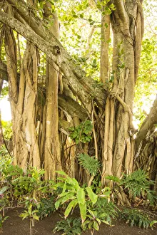 Mauritius Island Stampe: Banyan tree, Trou D eau Douce, Flacq, East Coast, Mauritius