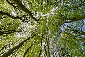 Cappello di Quercia Beech - Pianta del Cielo, Colle Verde di Winchester in Inghilterra