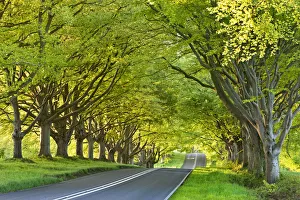 British Travel Destinations Stampe: Beech tree lined road in springtime, Nr Wimborne, Dorset, England. Spring