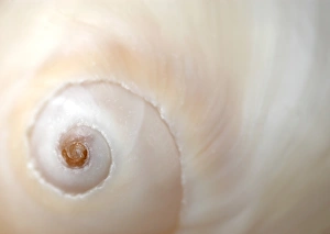 Seashell Images Stampe: A close up of a shell