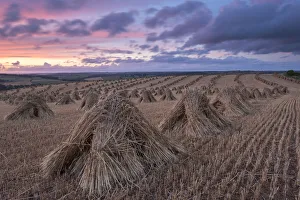 Summer Landscapes In Europe Stampe: Corn stooks for thatching, Devon, England. Summer (July)