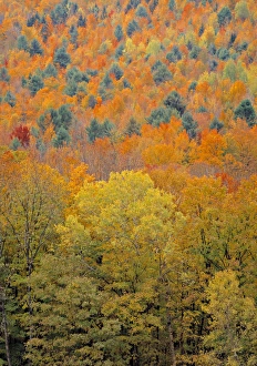 New England Fall Foliage Stampe: Fall Foliage