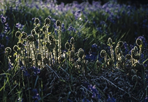 Early Spring Plants Stampe: Ferns, Spring