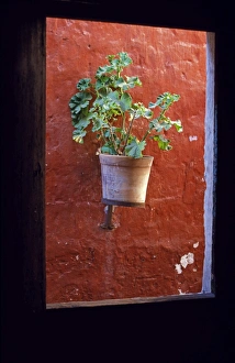 Indoor Plants Stampe: Detail of a geranium pot through a window