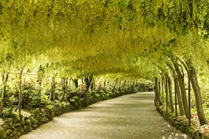 Laburnum Arch, Giardini di Bodnant, vicino a Tal-y-Cafn, Conwy, Galles.