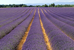 Lavender Fields In Provence Stampe: Lavender fields