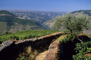 Douro Valley Vineyards Stampe: A narrow path