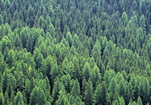 European Coniferous Forests Stampe: Pine Forest