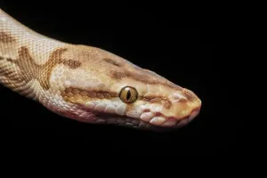 Pitone Reale (Python regius) - Pitone ballistico cattivo allevato a scopo di morfologia, Ontario, Canada