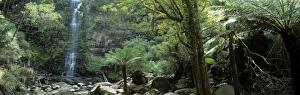 Australian Rainforests Stampe: Rainforest