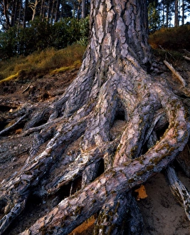 Scotland Nature Photography Stampe: Scots Pine at Glenferness