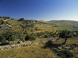 Stampe di Campi di Gesù Betsalem Israele Mappa Stampe: Campo dei Pastori