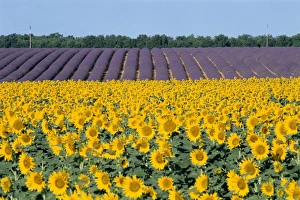 Provence Sunflowers Stampe: Sunflower fields