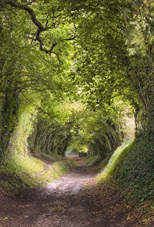 Tunnel Stampe: Il Tunnel dei Alberi o Via della Mola vicino al villaggio di Halnaker che porta alla Molina a Vento del West Sussex