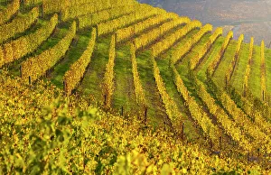 Vineyards At Sunset Stampe: Vineyards around Serralunga DAoAlba at sunset during autumn
