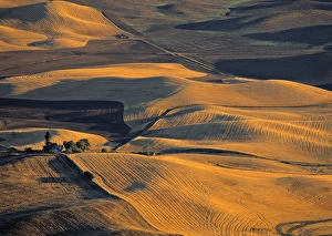 Washington State Landscapes Stampe: Wheat Fields