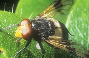 Ashley Cooper Photography Stampe: A close up of a fly