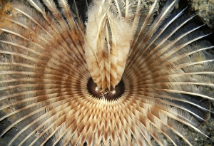 Marine Invertebrates Stampe: Feather worm