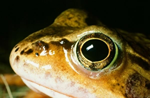 Close Up Frog Photos Stampe: A frog
