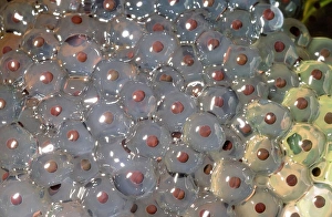 Ashley Cooper Photography Stampe: Frogspawn