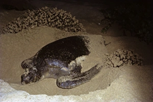 Green Sea Turtle Conservation Stampe: Green turtle digging nesting hole. (Chelonia mydas). Bartolom Island, Galapagos, Ecuador