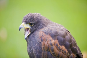 Ashley Cooper Photographer Stampe: A Harris Hawk calling