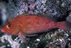 Fish Photography Stampe: Hawkfish