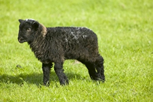 Sheep Farming UK Stampe: A Herdwick lamb