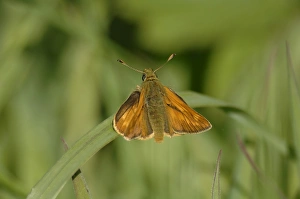 Specialist Stock Images UK Stampe: Large skipper (Ochlodes sylvanus), Pembrokeshire, Wales, UK, Europe