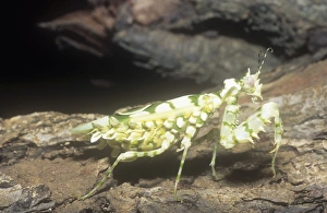 Praying Mantis Images Stampe: A Mantis in kenya