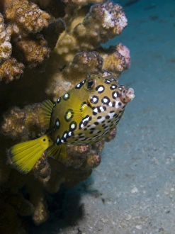 Yellow Boxfish Stampe: Mark Doherty / SplashdownDirect