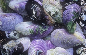 Seashell Collection Stampe: Mussel shells