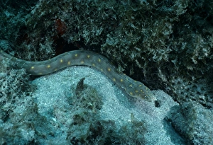 Deep Sea Creatures Images Stampe: Snake Eel