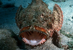 Venomous Fish Stampe: Stone fish