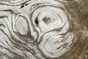Close Up Tree Trunk Details Stampe: growth patterns on a tree trunk