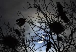 Stampe di Uccelli volano e si fermano sui alberi durante un'eclissi solare parziale visto vicino a Bridgwater nel sud-ovest dell'Inghilterra il 20 marzo 2015, Reuters/Toby Melville Solare Stampe: Uccelli volano e si posizionano sugli alberi durante un'eclissi solare parziale che viene vista vicino a Bridgwater