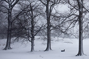 Winter Wonderland Stampe: RTR3DIMH