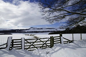 Snowy Countryside Scene Stampe: 002649