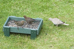 Wildlife Garden Photos Stampe: 002981