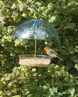 Garden Wildlife Photography Stampe: 003032
