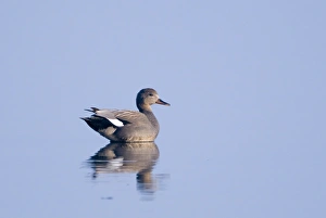 Serene Nature Scenes Stampe: 003134