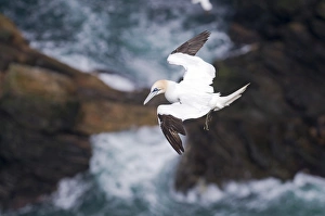 Gannet In Flight Stampe: 003687