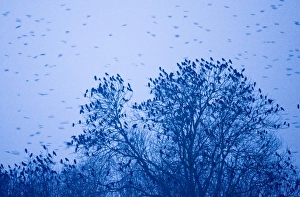 Soft Focus Nature Photography Stampe: 003768