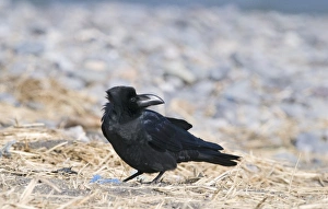 Raven Bird Stampe: 003880